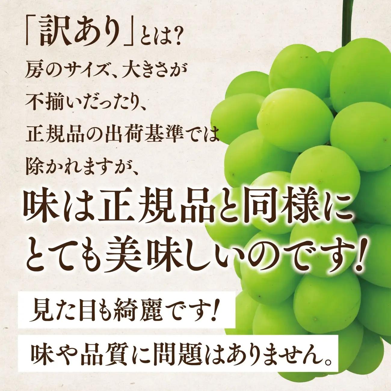 先行受付【訳あり】星乃シャインマスカット 820g 1房～2房【配送不可地域：離島・北海道・沖縄県】【1554824】