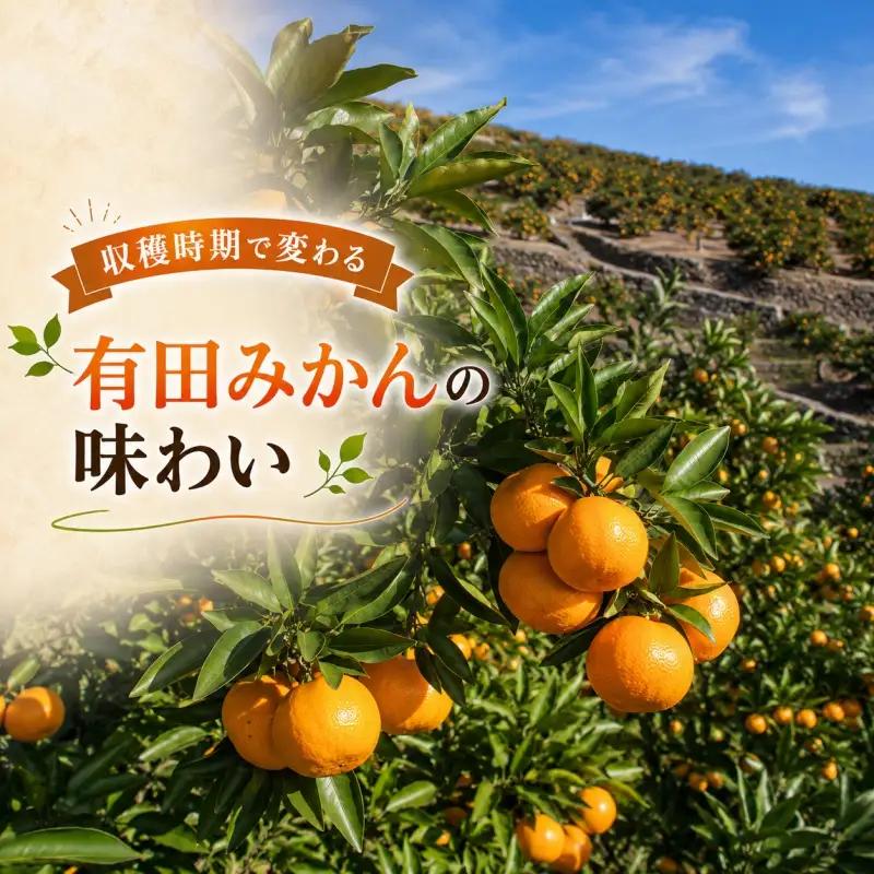 もぎたて 無選別 有田 みかん 10kg 訳あり 12月 配送 / ミカン 蜜柑 柑橘 温州みかん 和歌山 有田 ※2026年12月上旬～12月下旬に順次発送 【oda004-c-10-12】