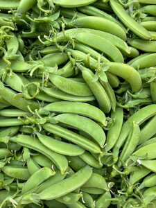 スナップエンドウ 1kg 京都 亀岡産 旬 春 野菜