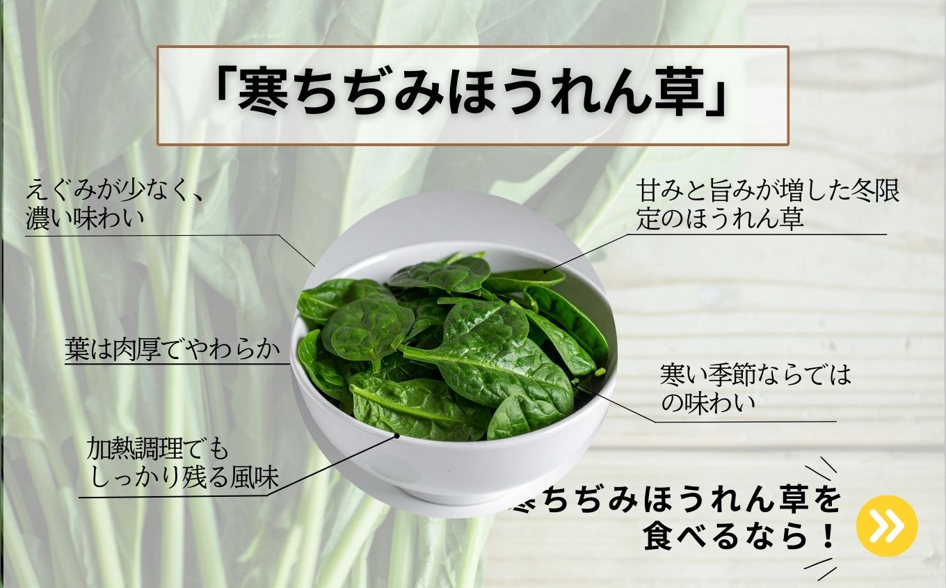 《2027年1月中旬より順次発送》寒ちぢみほうれん草2kg【西谷さとう農園】