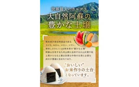 【定期6回】森のくまさん 白米 10kg （5kg×2袋）×6回