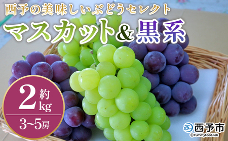 ＜西予の美味しいぶどう セレクトセット／マスカット＆黒系 約2kg＞ 果物 くだもの フルーツ ぶどう 葡萄 ブドウ セット 詰め合わせ つめあわせ 食べ比べ お楽しみ おまかせ 野菜ソムリエ 食べて応援 特産品 産地直送 西予ぶどう倶楽部 愛媛県 西予市【冷蔵】『8月中旬から9月上旬迄に順次出荷予定』OMC0002