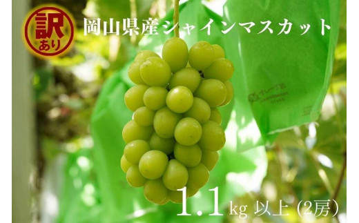 家庭用 シャインマスカット 2房 合計1.1kg以上 産地直送 朝採れ ぶどう 葡萄 Kawahara Green Farm 岡山県産 2026年