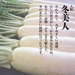 切干大根 極太 3袋 （1袋 50g） 切干大根 大根