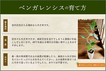 066-16 観葉植物 ベンガレンシス8号サイズ1鉢