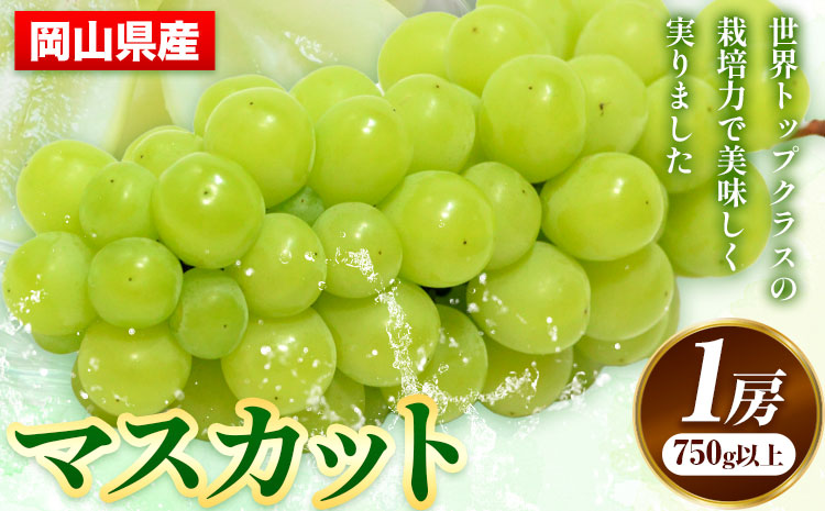【先行予約】 岡山県産 マスカット 1房 (750g以上) 【配送不可地域あり】 《7月上旬-8月末頃に出荷予定(土日祝除く)》 岡山県 矢掛町 果物 フルーツ ぶどう 葡萄 送料無料---osy_chbf7_af7_25_21500_1---
