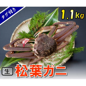 【1539】【魚倉】タグ付き生松葉ガニ(特大1,100g)【到着日指定不可】