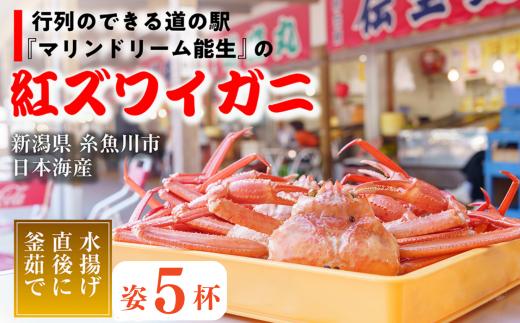 【浜茹で】紅ズワイガニ×5杯 日本海直送 紅ずわいがに 姿 新潟県糸魚川 マリンドリーム能生のカニ屋横丁からお届け！ ベニズワイガニ お届け日指定可能 ボイル 【かに カニ 新鮮 日付指定可能 冷凍 】