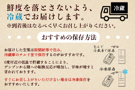 【数量限定・締切9月15日】＜西予市城川産 大きな生栗 3Lサイズ 約2kg（化粧箱入り）＞ 特大 大粒 マロン 焼き栗 栗ご飯 モンブラン 特産品 メニークエスト 愛媛県 西予市【冷蔵】『9月20日