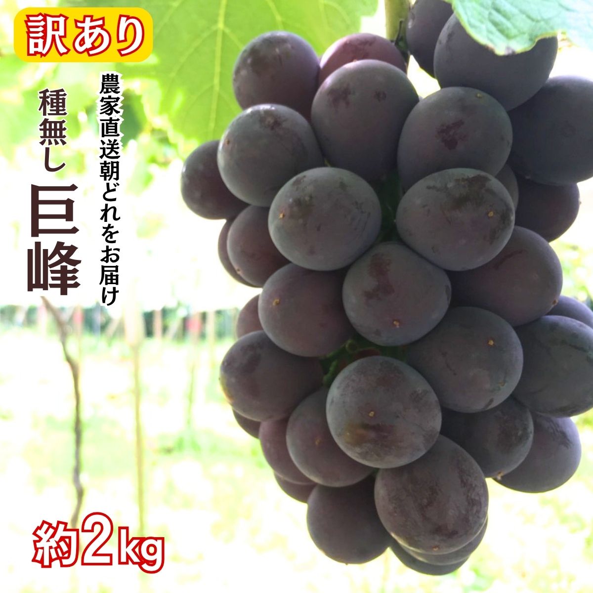 【ふるさと納税】訳アリ 種無し巨峰 約2kg | 訳あり わけあり 巨峰 種なし きょほう キョホウ 直送 新鮮 朝採れ あさどれ 朝収穫 ぶどう 農家直送 収穫日発送 新鮮 フルーツ 果物 お取り寄せ 季節限定 愛知県 豊田市