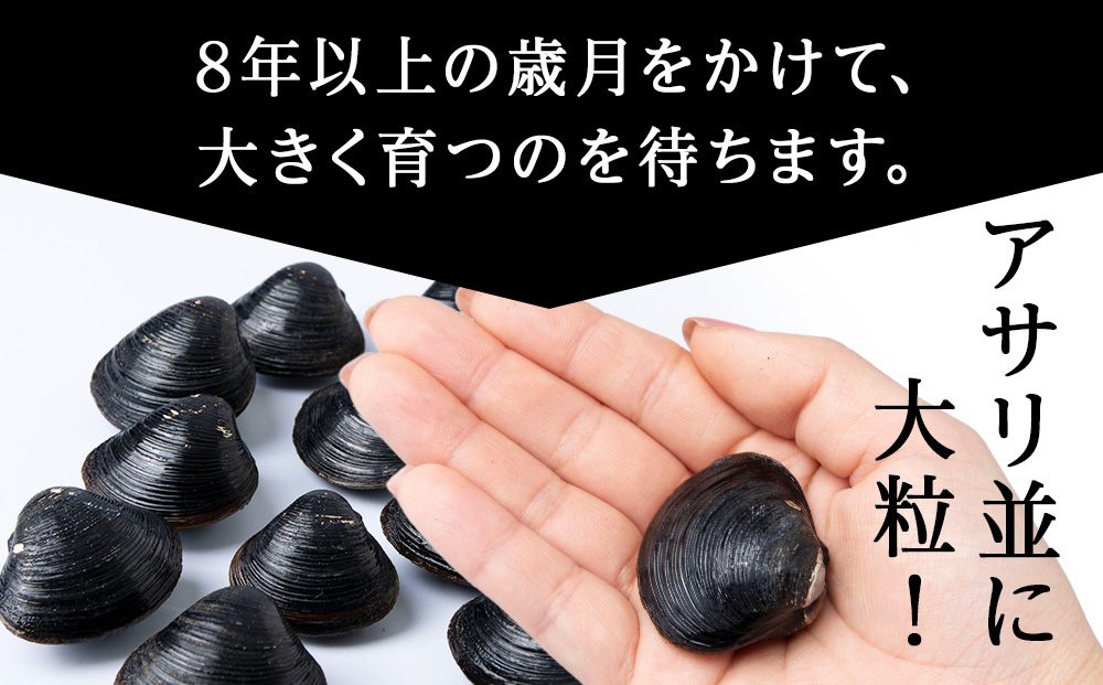 復活！天塩町名産冷凍しじみ「特大貝桐箱入り」１ｋｇ＜北るもい漁業協同組合　天塩支所＞