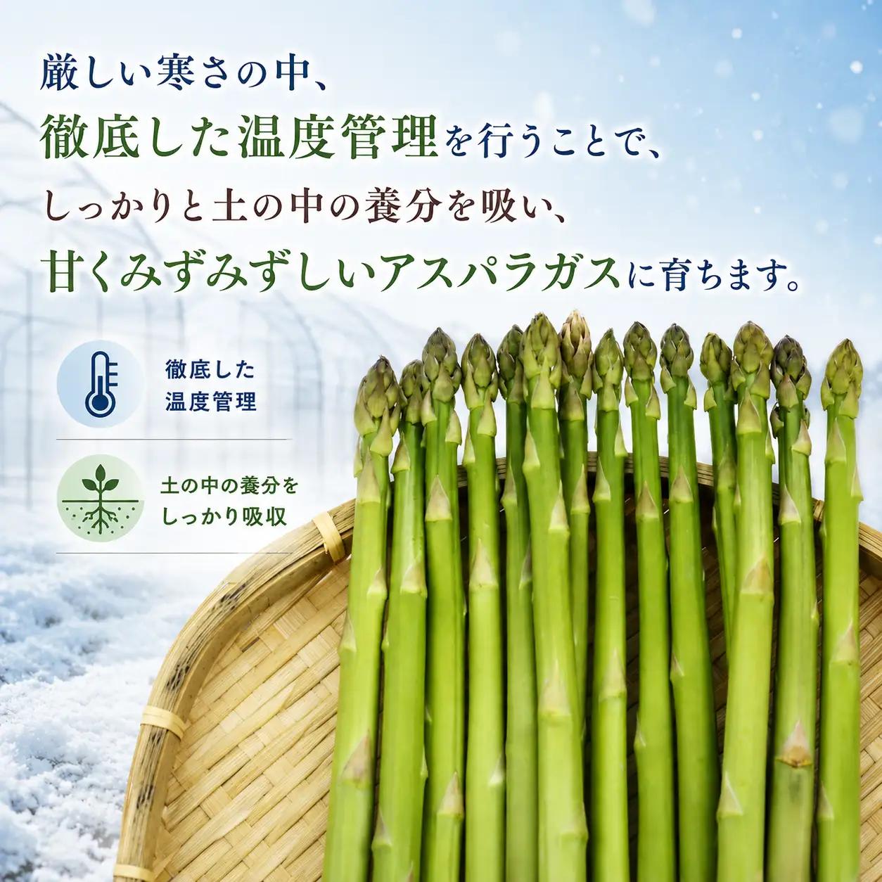 農家直送 国産 アスパラ M ～ LL 総量 500g 以上 【ファーム菅久】 アスパラガス グリーンアスパラ 旬 野菜 やさい 冬野菜 新鮮 産地直送 岩手県 雫石町 500グラム ５００g 大容量