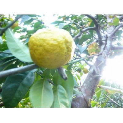 ふるさと納税 南国市 実生(みしょう)ゆずしぼり300cc2本 |  | 01