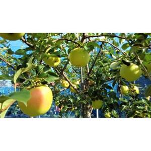 【2026年発送】【家庭用】甘みが強い　長野県産 りんご　ぐんま名月　約1.5kg(3～5玉程度)【1686951】