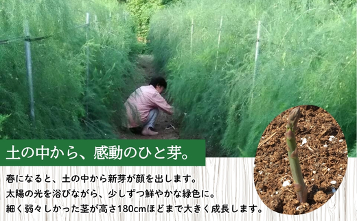 No.0793 【農家直送】鮮度抜群！ アスパラガス 約1kg【2026年発送】