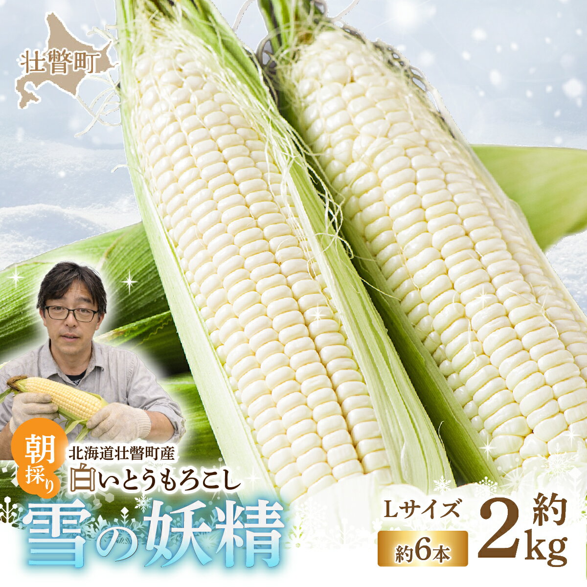 【ふるさと納税】＜2026年8月下旬よりお届け＞【朝採り】北海道壮瞥産 白いとうもろこし「雪の妖精」Lサイズ6本(約2kg) 【 ふるさと納税 人気 おすすめ ランキング ホワイトコーン 雪の妖精 白い 白 トウモロコシ とうもろこし 野菜 甘い 北海道 壮瞥町 送料無料 】 SBTQ005