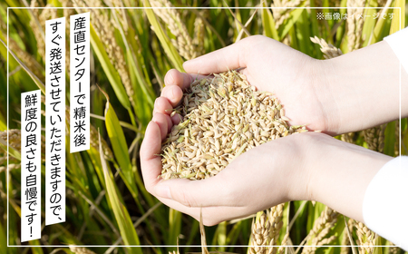 令和6年産 富里市産コシヒカリ ５㎏ TMF004 / こしひかり コシヒカリ 米 こめ コメ 白米 単一米 精米 うるち精米 5kg もっちり 柔らか うまみ 旨味 うま味 日本食 鮮度自慢 産直 