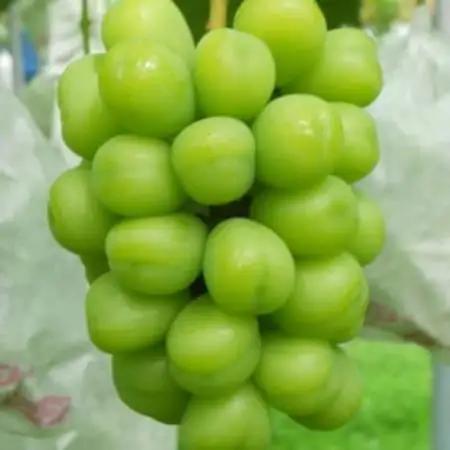 生産者直送!　シャインマスカット　約1.6kg【配送不可地域：離島】【1186896】