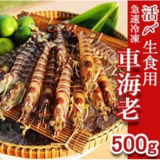 久米島漁協の活〆冷凍車海老　生食用500g