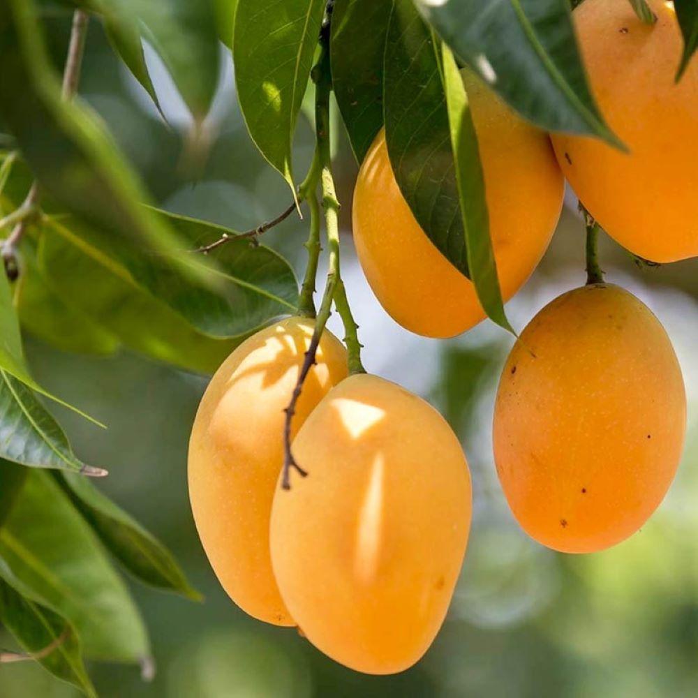 ［卵、香料不使用］ココナッツジェラート食べ比べ8個セット