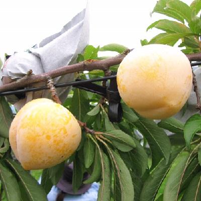 ふるさと納税 上山市 すもも(峰満イエロー)2kg　特秀品　0047-2505 |  | 01
