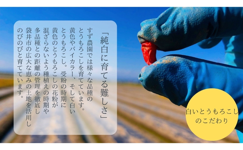 【先行予約】 極めて甘い白いとうもろこし 6月中旬より発送 おすすめ コーン トウモロコシ 採れたて 新鮮 健康 ヘルシー 人気 厳選 袋井市