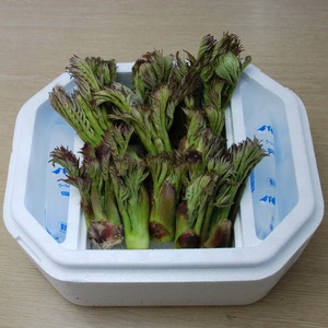 タラの芽 天然 極上品 300g 岩手県 遠野市 産 たらの芽 「もちタラ」 田村りんご店 山菜 期間限定 数量限定 【 先行予約 2026年4月下旬発送】