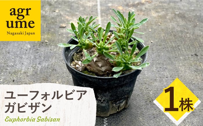 
            ユーフォルビア 峨眉山（ガビザン）Euphorbia Gabisan １株 長与町/アグリューム [EAI171]
          