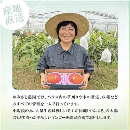 【2027年6月下旬から順次発送】かみざと農園の贈答用アップルマンゴー1kg【配送不可地域：離島】【1601771】