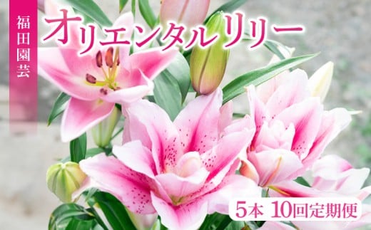ユリ オリエンタルリリー 5本 10回定期便 花 切り花 プレゼント 贈り物 ギフト 誕生日 記念日 つぼみ 大輪 ピンク 白 香り 優雅 華麗 ブーケ フラワーアレンジメント 観賞用 インテリア 季節の花 高級感 花束 生花 福田園芸 オリエンタルハイブリッド 安芸市 高知県