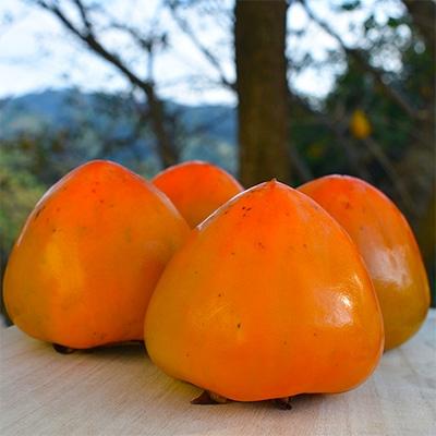 ふるさと納税 八幡浜市 高糖度で滑らかな食感!八幡浜が誇るブランド柿「富士柿」【C28-32】