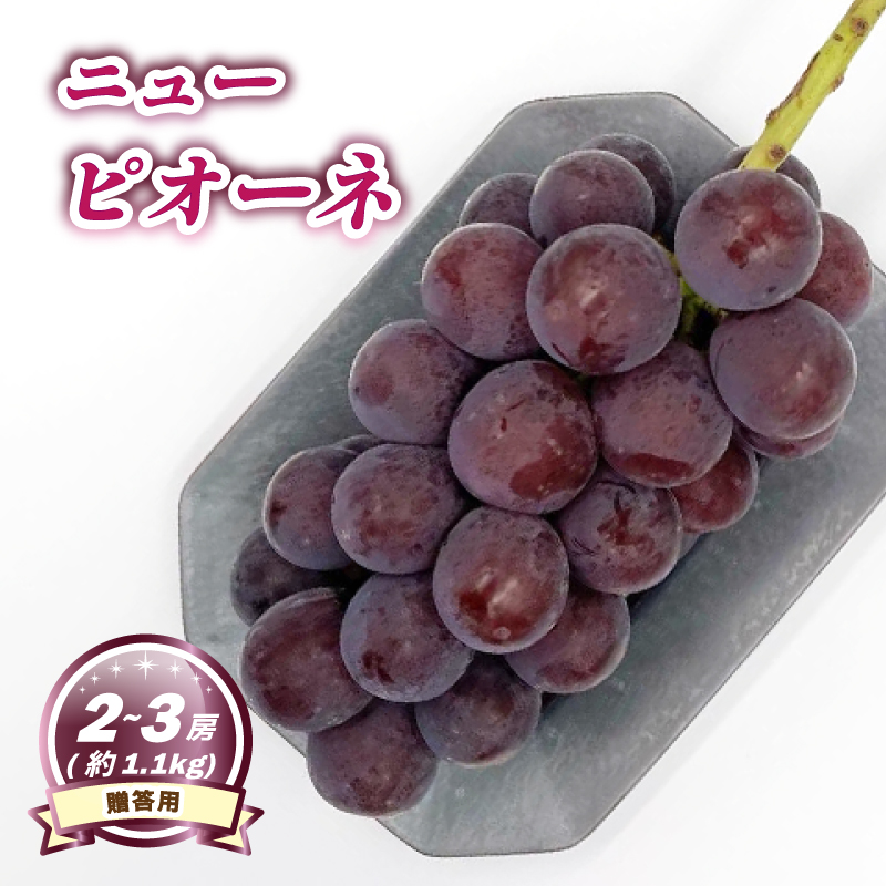 【8月下旬頃から発送】 ニューピオーネ 約1.1kg ( 2~3房 ) < 贈答用 > | ぶどう ニューピオーネ 贈答 種なし 大粒 数量限定 愛媛県産 松山市