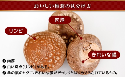 おいしい椎茸の見分け方