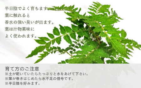 【先行予約】サンショウ苗木（鉢物）【さんしょう サンショウ 山椒 お花 花 はな フラワー 花 苗 植物 家庭菜園 花壇 プランター ガーデニング観葉植物 園芸 鉢物 】【2025年4月上旬以降順次発