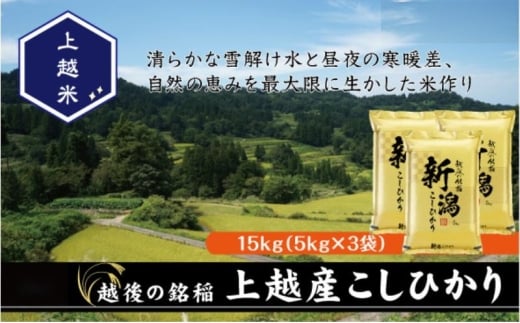 令和7年産 新潟県上越産こしひかり 精米 15kg 上越市 米 コメ コシヒカリ