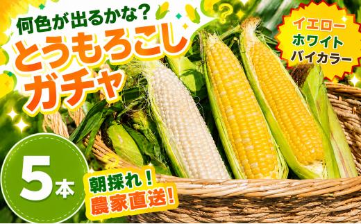 【先行予約】 【2026年11月~順次発送】 秋採れ 南国フルーツコーンガチャ 5本  ( イエロー 、 ホワイト 、 バイカラー から ランダム ) | ゴールドラッシュ とうもろこし コーン スイートコーン おまかせ 詰め合わせ 朝採れ 期間限定 数量限定 産地直送 農家直送 皮付き 高知県 南国市