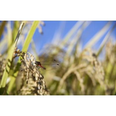 ふるさと納税 田村市 田村市産ひとめぼれ10kg(5kg×2袋)【令和7年産】 |  | 03