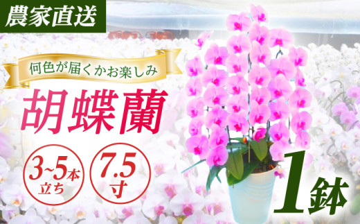 【3〜5本立ち7.5寸】生産農家直送！ 胡蝶蘭 1鉢 洋蘭 蘭 鉢植 花 フラワー 植物 こちょうらん コチョウラン お花 生花 鉢花 鉢 ギフト プレゼント 贈答 お祝い【足柄金太郎洋蘭園】開成町 [BDAB010]