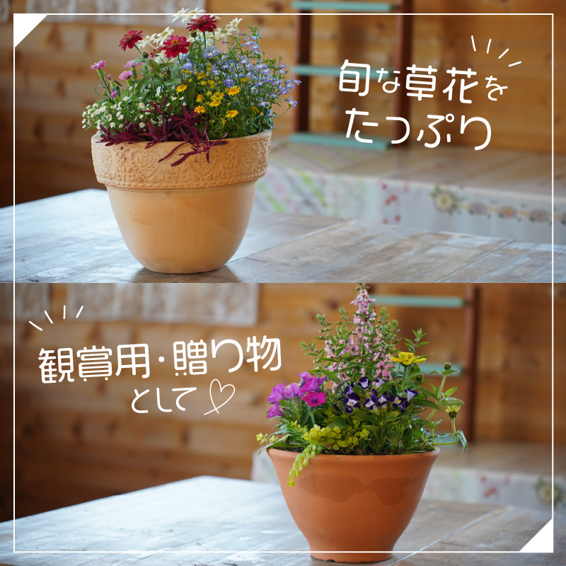季節の花の寄せ植え 30cm鉢【005D-007】