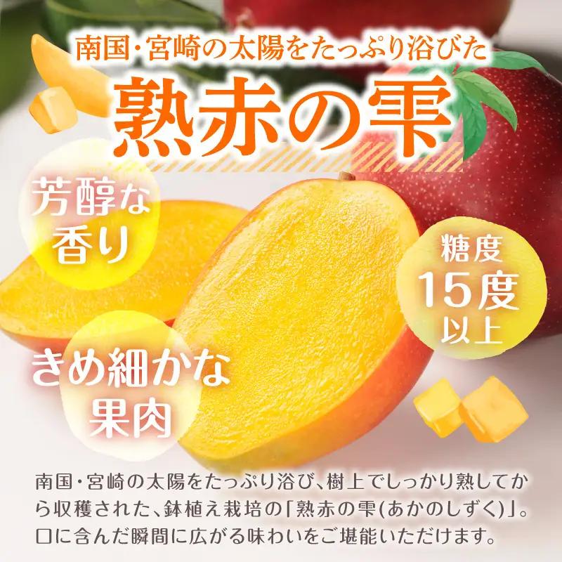 《2026年発送先行予約》【数量・期間限定】宮崎県産鉢植え完熟マンゴー 熟赤の雫(あかのしずく) 化粧箱入り2L×2玉 フルーツ くだもの デザート