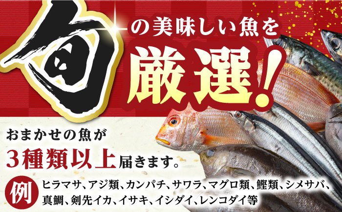 対馬 旬の刺身セット 【真心水産】《対馬市》 新鮮 海鮮 冷凍配送 刺身 島魚 海鮮丼 10000円 1万円 [WAK021]