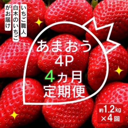 定期便 4ヶ月 いちご いちご職人 白木のいちご あまおう 1.2kg (300g×4P) 4回 コース イチゴ 苺 果物 デザート お楽しみ ※配送不可：沖縄・離島
