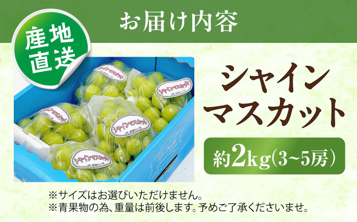【先行予約】シャインマスカット ムジ 3～5房 約2kg ＜2026年8月下旬～発送開始＞ ／ シャインマスカット 大人気 愛媛県 美味しい 人気 皮ごと 葡萄 ブドウ 愛媛県産 内子町産 新鮮 旬 