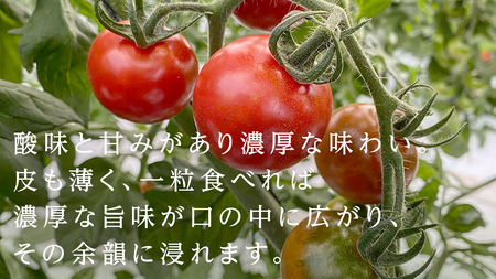 フルーツミニトマト 約1kg 【1月10日発送開始】 フルーツミニトマト ミニトマト とまと リコピン フルーツトマト 野菜