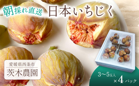 【先行予約】 朝どりそのまま直送 「 日本いちじく 」 2025年7月下旬～10月頃発送　茨木農園 いちじく 日本いちじく 朝採れ 産地直送 愛媛県 西条市 【オンライン決済限定】
