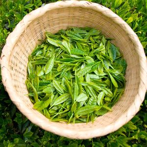 ＜一番茶の新芽を使用＞狭山茶 煎茶 詰合せ 100g×3袋 丸長 | 埼玉県 所沢市 茶 お茶 日本茶 狭山茶 緑茶 煎茶 かぶせ茶 一番茶 濃厚 コク 香り 風味 旨味 まろやか 美味しい おすすめ