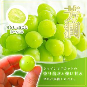 ＜25年発送先行予約＞シャインマスカット  3kg 154-008-3kg