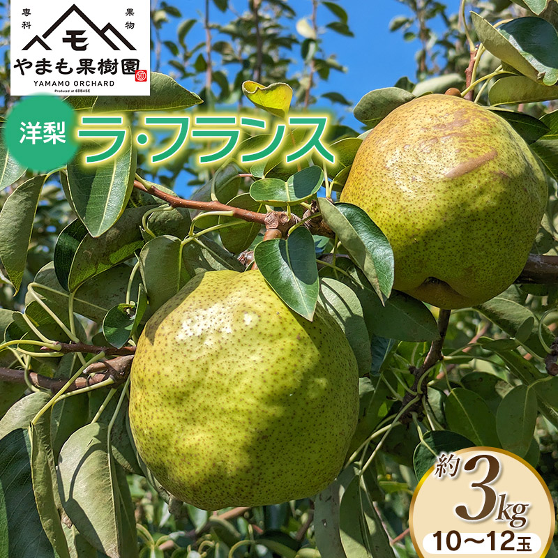 【令和7年産先行予約】洋梨　ラ・フランス　約3kg（10～12玉） やまも果樹園