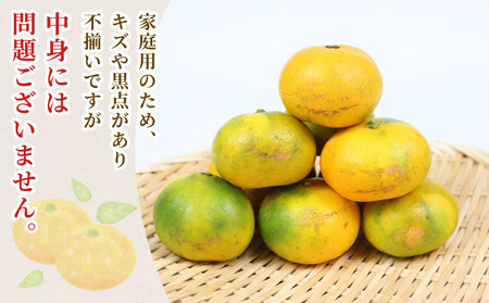 家庭用 極早生 みかん 10kg 矢野青果 温州みかん 果物 くだもの フルーツ 柑橘 蜜柑 愛媛蜜柑 愛媛みかん 愛媛ミカン mikan 産地直送 数量限定 国産 愛媛 宇和島 B024-17102