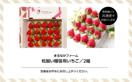 《2026年3月以降順次発送》粒揃い贈答用いちご2箱 フルーツ 果物【まるなかファーム株式会社】